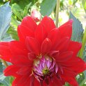 Dahlia x 'Oscar'